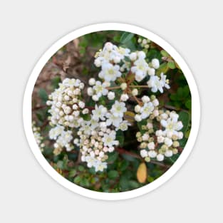 White flower Magnet
